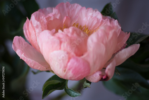 Fototapeta Naklejka Na Ścianę i Meble -  Macro of spring pink peony