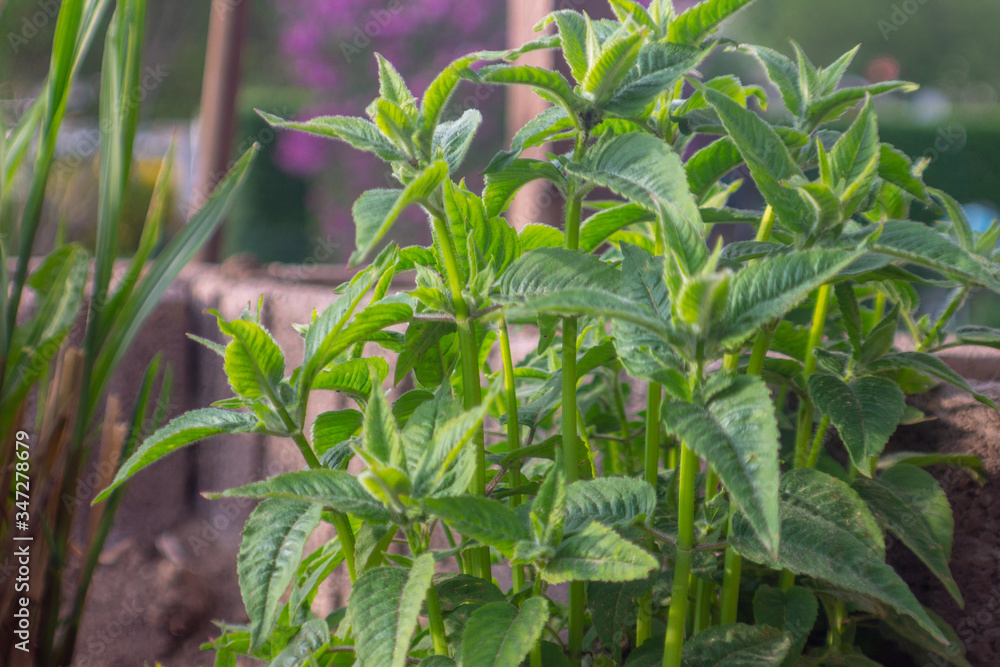 Monarda didima planting young plants Monarda didima planting young plants