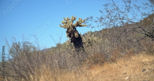 Desert Cactus in a Field