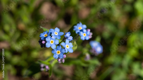 Blue Myosotis flowers in the summer garden.