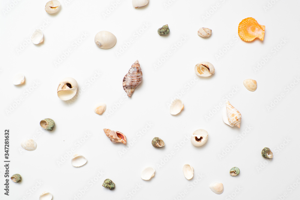 Different seashells on a white background , the concept of holidays by the sea. Different seashells on a white background , the concept of holidays by the sea.