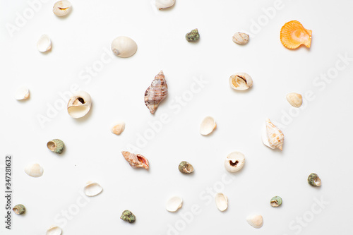 Different seashells on a white background , the concept of holidays by the sea.
