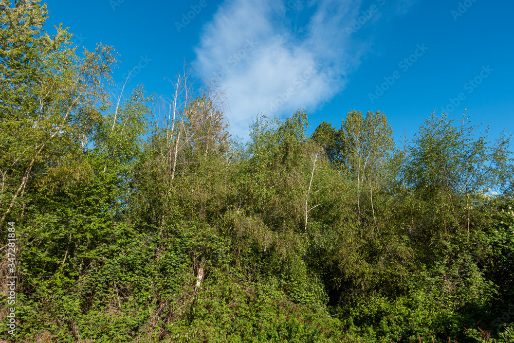 forest in the park with dense green foliage under blue sky on a sunny day