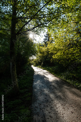 sun light shine through the green leaves scatter light on the path in the park in the morning 