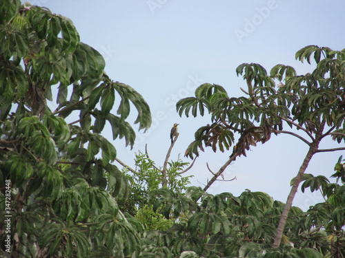 Campo flicker bird - woodpecker