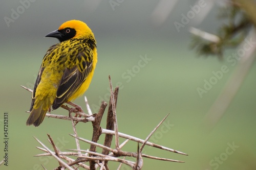 African Masked Weaver bird stand on a branch photographed at safari trip in Serengeti national park Tanzania