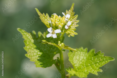 Close up of a garlic mustard (alliara petiolata) plant in bloom photo