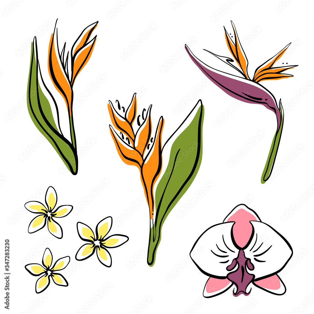 Fototapeta premium Tropical flowers collection: orchid, strelitzia, plumeria, heliconia. Hand drawn colorful sketch of tropical flowers and leaves isolated on white background. Vector illustration