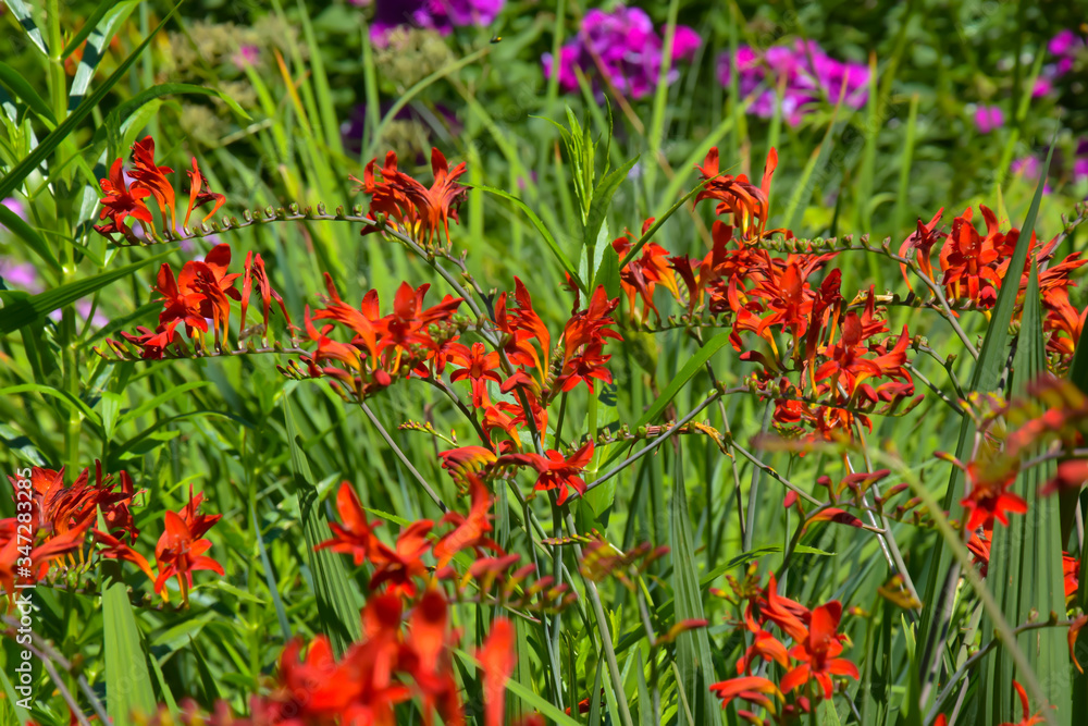 Close-Ups of Colorful flowers 