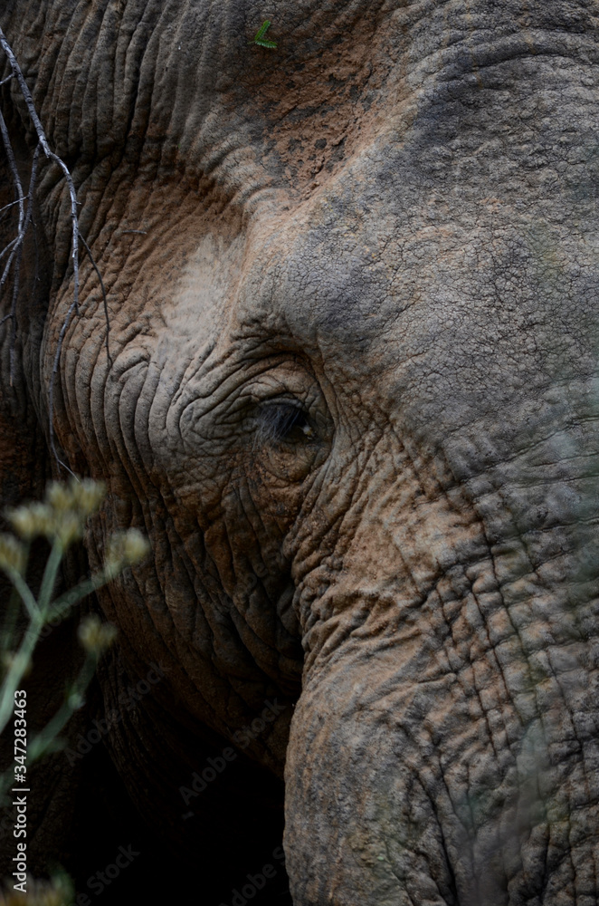 Fototapeta premium Male African Elephant eye close up
