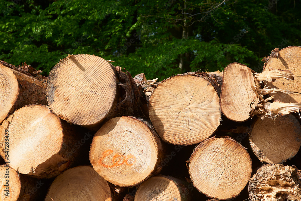 Forest pine and spruce trees. Log trunks pile, the logging timber wood industry. Forest pine and spruce trees. Log trunks pile, the logging timber wood industry.