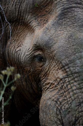 Male African Elephant eye close up