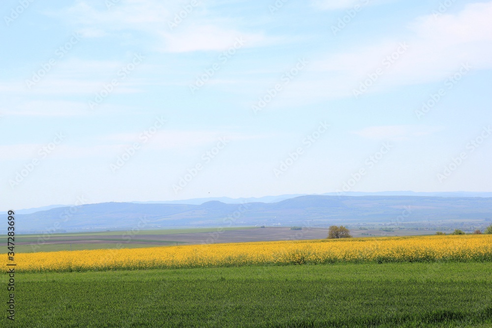 Field with flowering rapeseed in Bulgaria