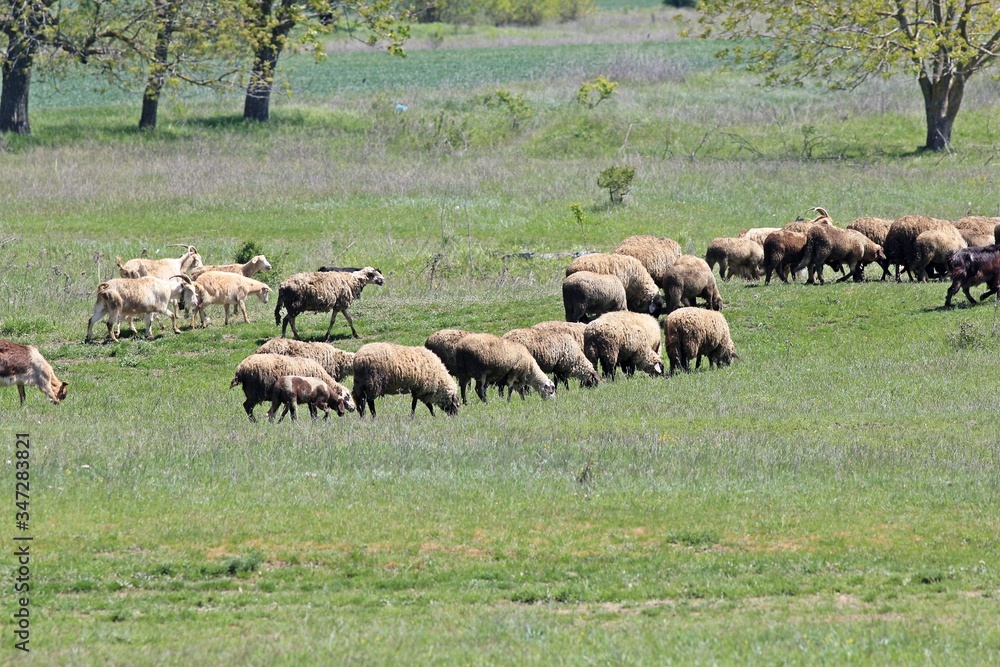 A flock of sheep and goats in a meadow A flock of sheep and goats in a meadow