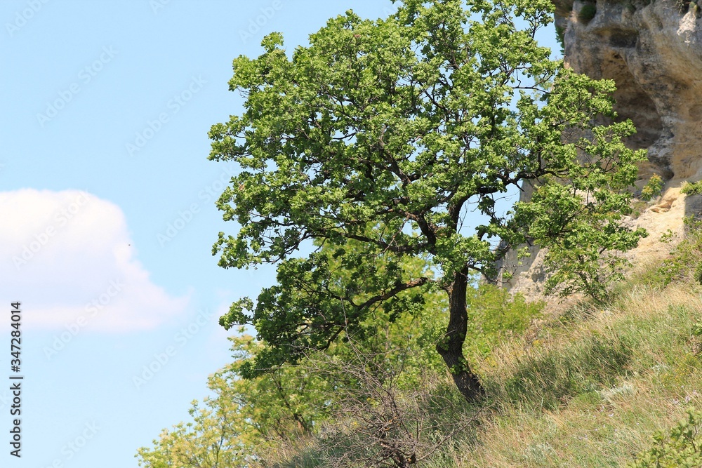 A lone tree on a cliff face on the Madara plateau (Bulgaria) A lone tree on a cliff face on the Madara plateau (Bulgaria)