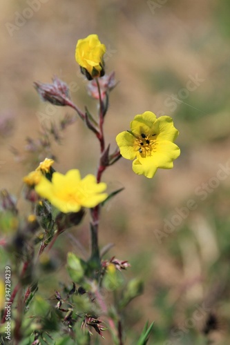 Yellow flowers of Helianthemum nummularium in a meadow in the mountains