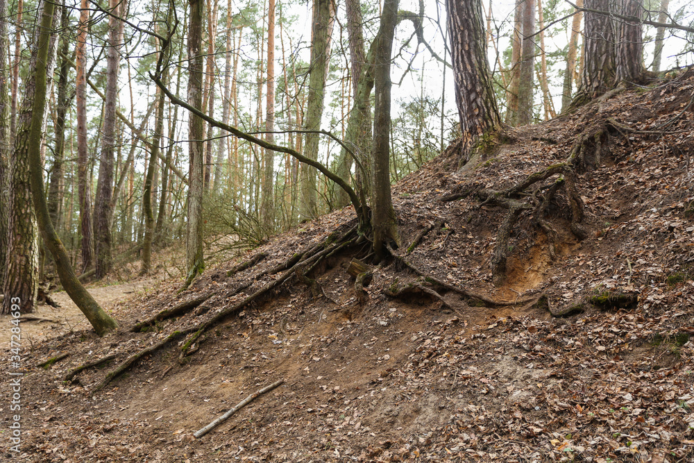 Fototapeta premium the roots of old trees in a ravine in the spring forest