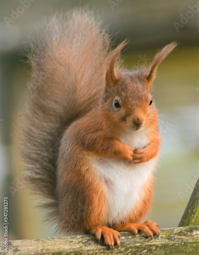 Red Squirrel