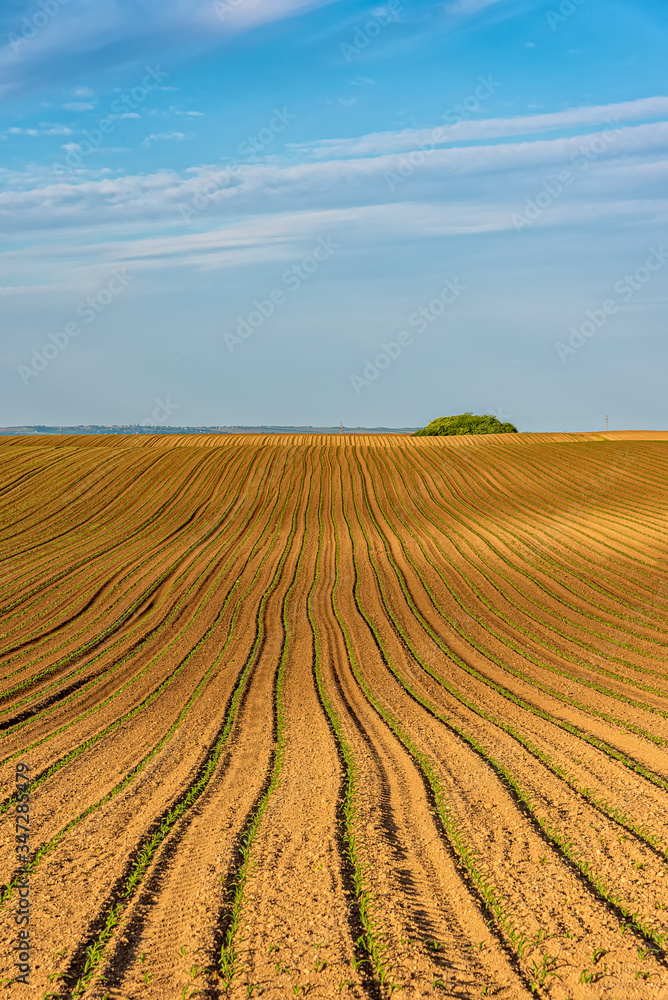 View of corn leaves growth in a field at spring. Field with young corn. The lines in nature View of corn leaves growth in a field at spring. Field with young corn. The lines in nature