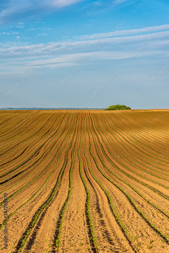 View of corn leaves growth in a field at spring. Field with young corn. The lines in nature