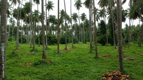 Tropical forest consisting of palm trees