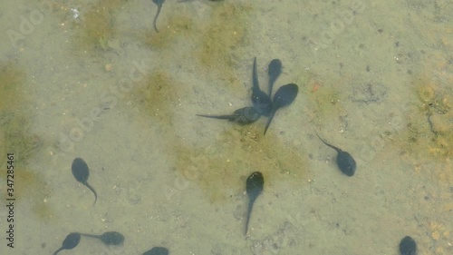 Tadpoles of smooth newt, UHD photo