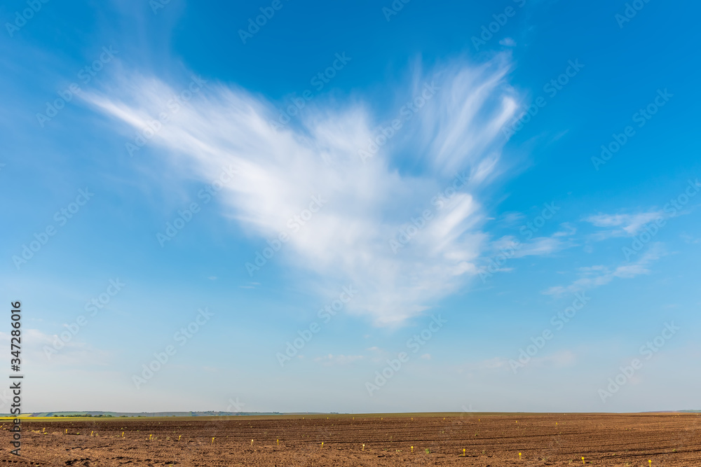 Obraz premium An interesting cloud over a corn field