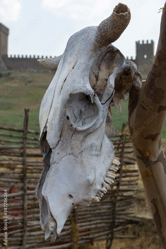 The skull of an animal. Animal skeleton, horns