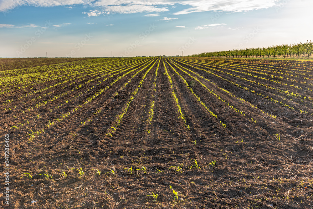 View of corn leaves growth in a field at spring. Field with young corn. The lines in nature View of corn leaves growth in a field at spring. Field with young corn. The lines in nature
