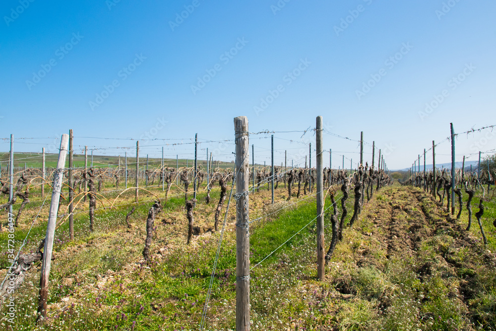 Vine grapes trees with sun landscape in spring time.