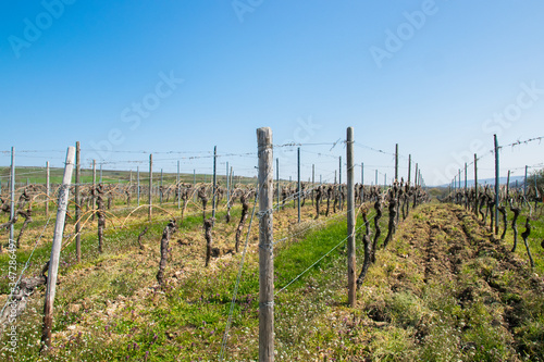 Vine grapes trees with sun landscape in spring time.