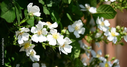 Weidenröschen in Weiß - Wildrosenblüten © Zeitgugga6897