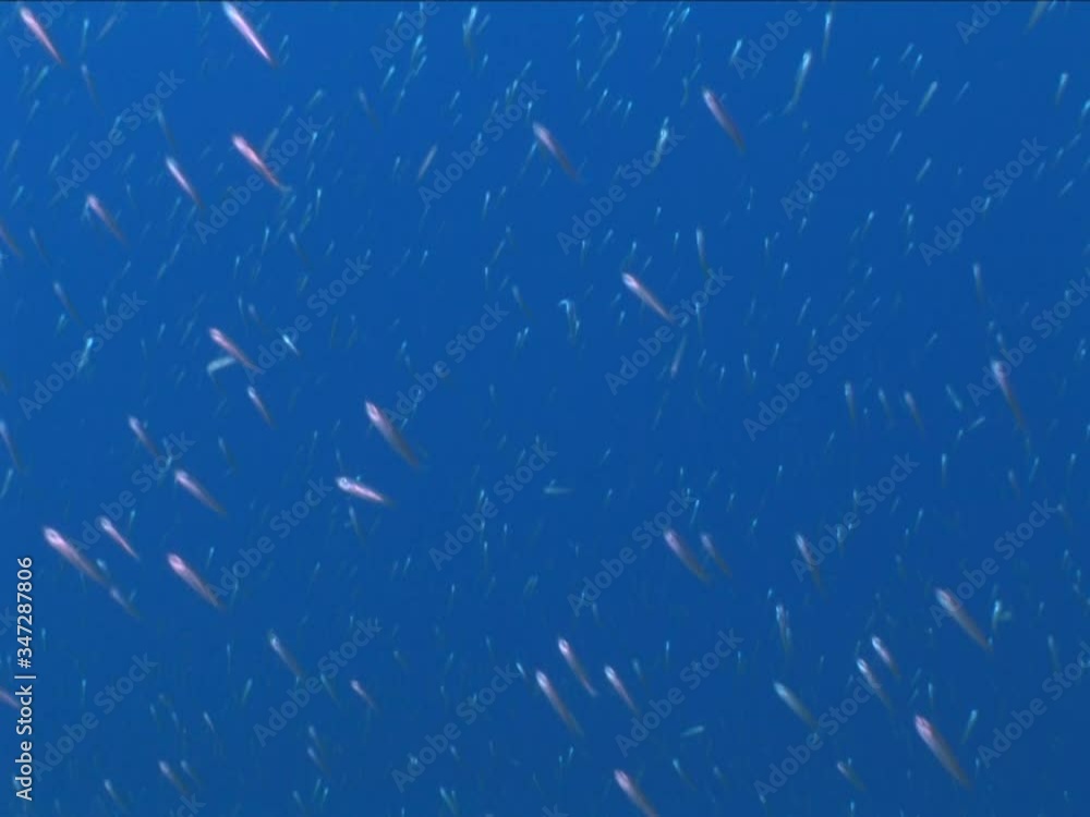 fish scenery underwater sun beams sun rays underwater mediterranean sea sun shine fish scenery underwater sun beams sun rays underwater mediterranean sea sun shine