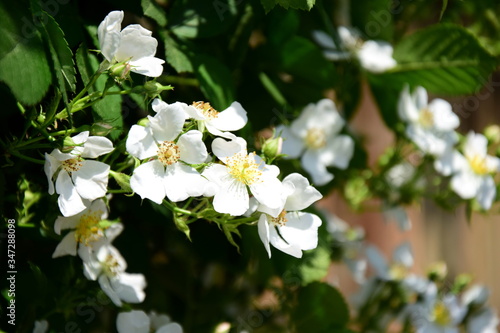 Weidenröschen in Weiß - Wildrosenblüten