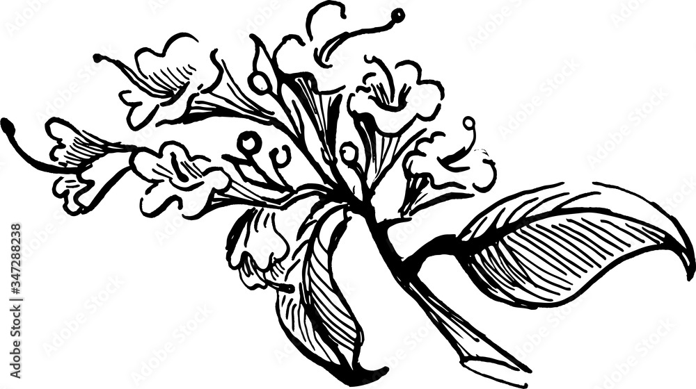 Obraz premium branch of oreganum comon. ink hand drawn sketch. vector illustration. black and white