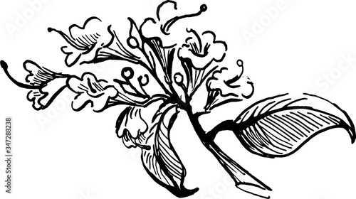 branch of oreganum comon. ink hand drawn sketch. vector illustration. black and white