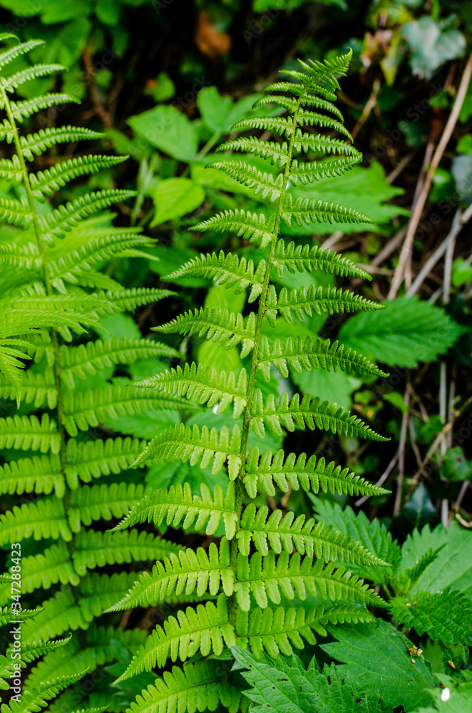 Green fern in the spring forest