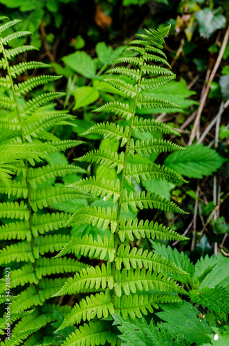Fototapeta Naklejka Na Ścianę i Meble -  Green fern in the spring forest