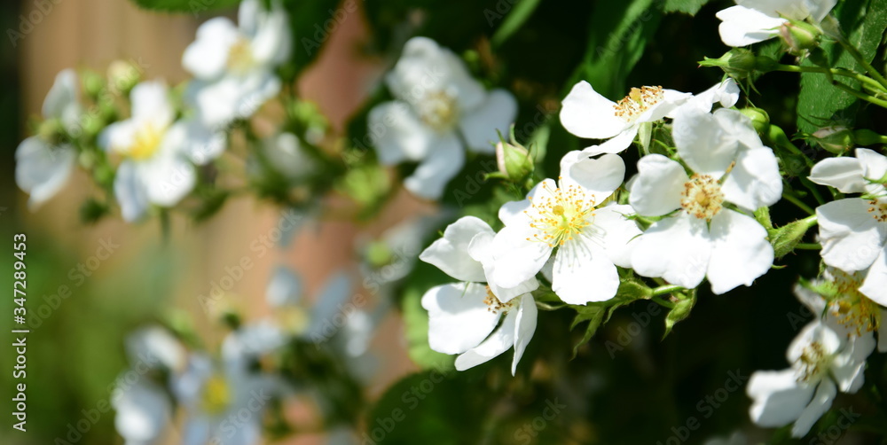 Kleine weiße Wildrosen in Blüte im Sonnenschein