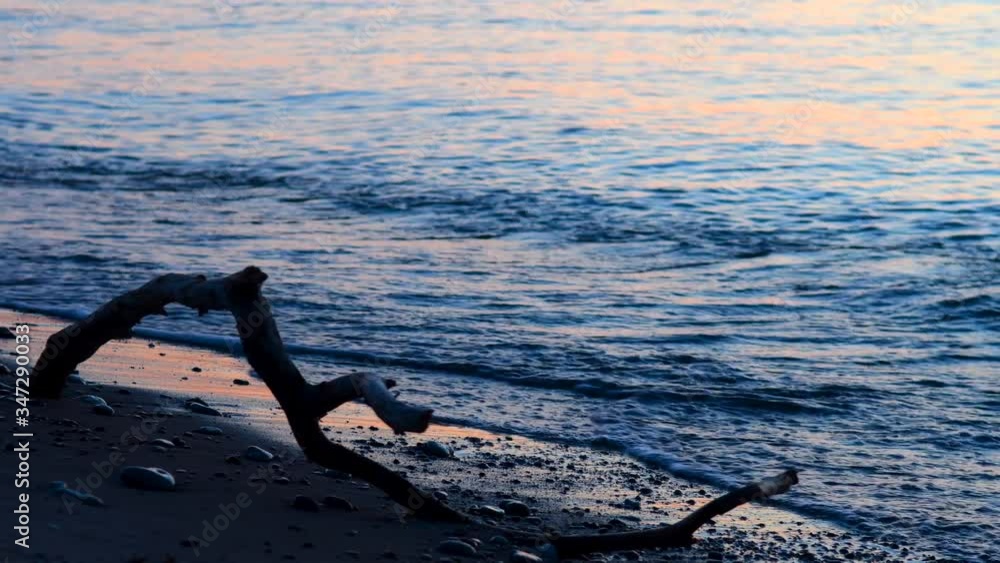 Tree branch on sand beach during sunset, Sweden Tree branch on sand beach during sunset, Sweden