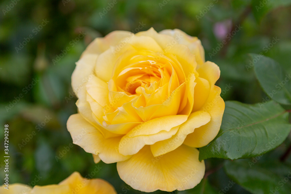 A closeup macro photo of a fully-blossomed yellow rose with a blurred-out green background. A closeup macro photo of a fully-blossomed yellow rose with a blurred-out green background.