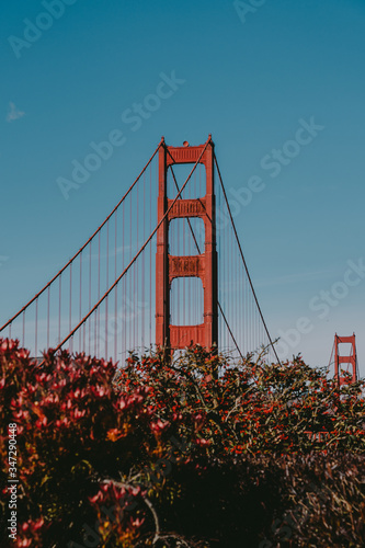 Golden Gate bridge surrounded by flowers. Postcard of the most famous bridge in San Francisco © irengorbacheva
