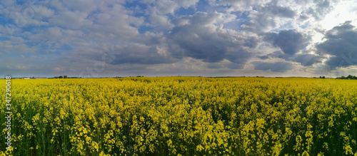 Vibrant yellow rapes field below cloudy evening sky