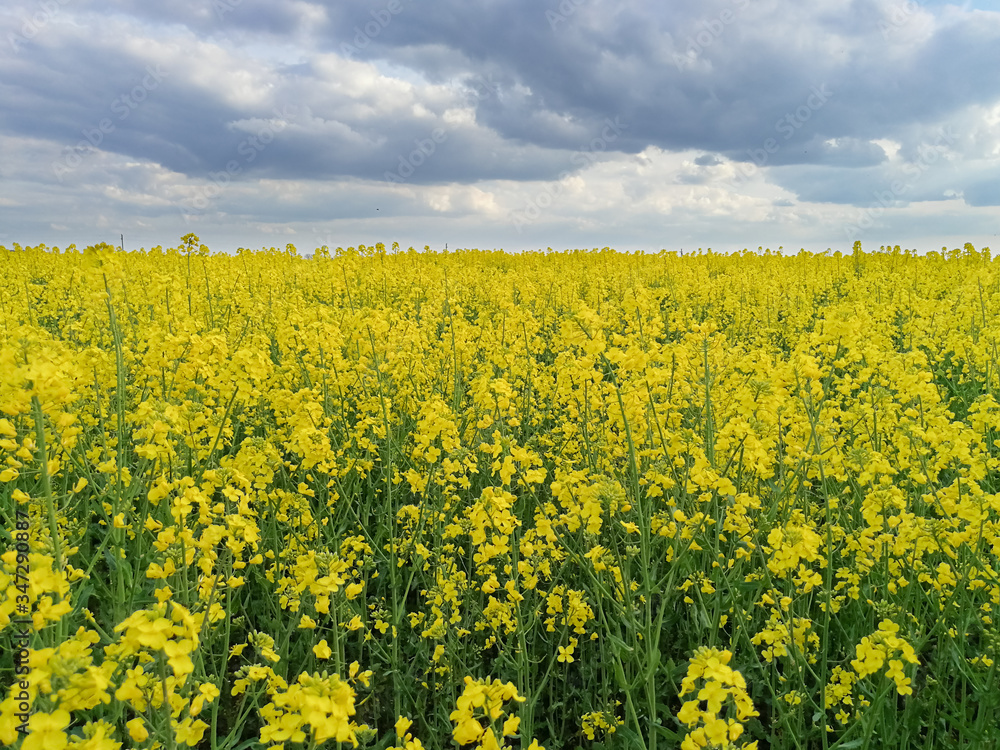 Fototapeta premium Vibrant yellow rapes field below cloudy evening sky