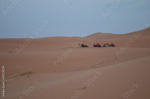 camels in the sahara desert