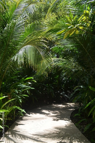 palm trees in the jungle