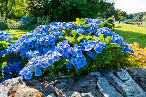 Hortensie Blüte in Blau, Lila, in Broadford auf der Isle of Skye