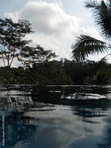 palm trees reflected in water