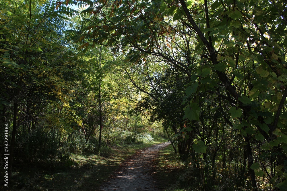 Fototapeta premium path in the forest