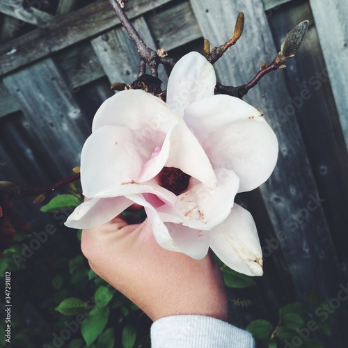 magnolia flower in the garden